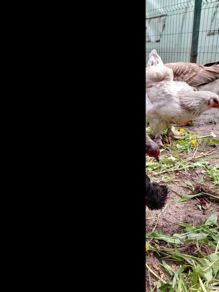Hühner be eier rassen mixe 10st in Bersteland