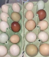 Eier (Bruteier) meiner bunten Hühnertruppe 1.50€ pro Ei Kiel - Russee-Hammer Vorschau