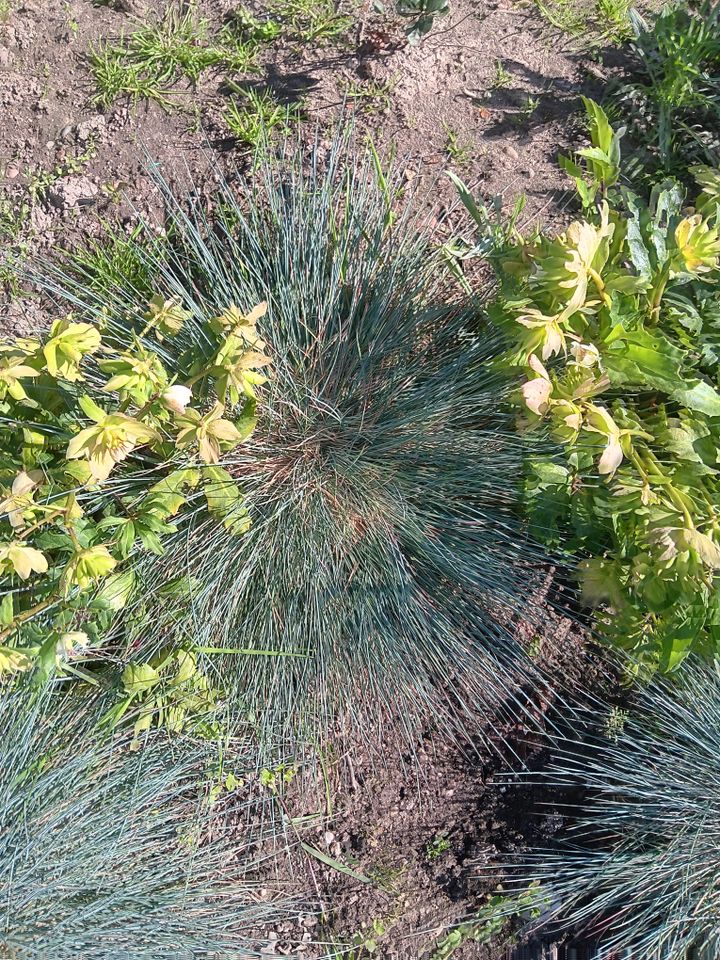 Blauschwingelgras, schöne größe Büsche in Rülzheim