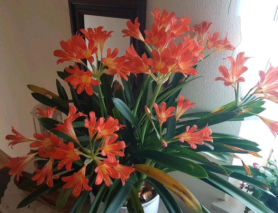 Clivia orange Blüten in Königsbrück