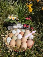 Hühner Eier Herzogtum Lauenburg - Kröppelshagen-Fahrendorf Vorschau