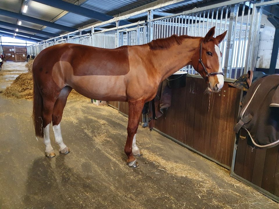 Pflegebeteiligung Reitbeteiligung in Schöppenstedt