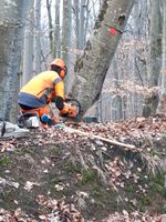 Baum fällen, Baumfällung, Baumfällarbeiten Baden-Württemberg - Dettingen unter Teck Vorschau