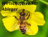 Ableger Bienenvölker Bienen Jungvölker Carnica Zander Bayern - Freystadt Vorschau