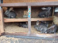 Deutsche Riesen Mix Stallhasen Hessen - Kohlbacher Hof Vorschau