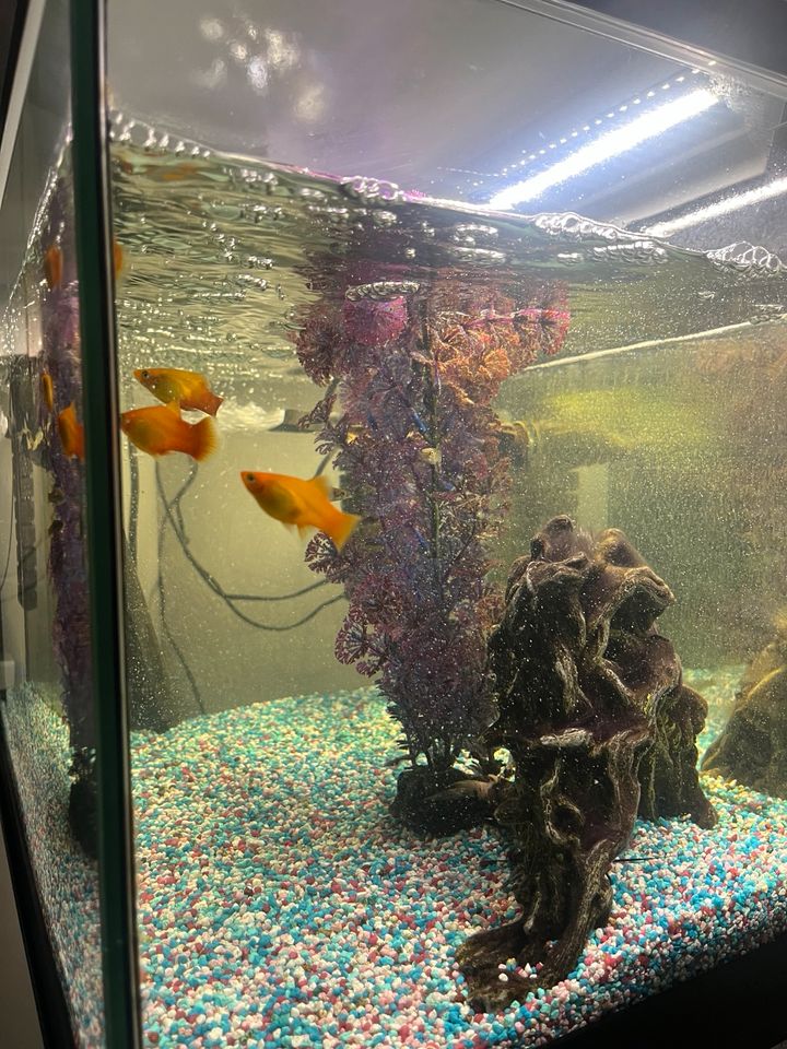 Aquarium zum Verkauf + Fische und 2 Filter und 1 Heizung in Königswinter