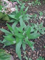 Bergflockenblumen Hessen - Baunatal Vorschau