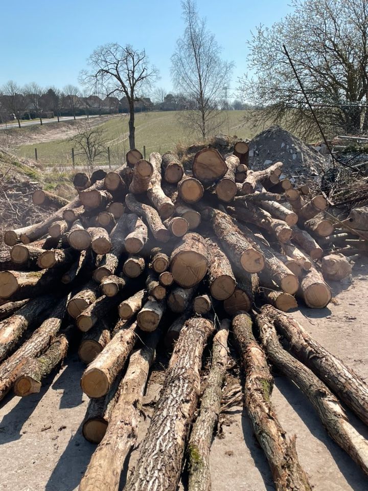 Suche Brennholz, Stammholz Buche, Eiche oder Esche in Neubrandenburg