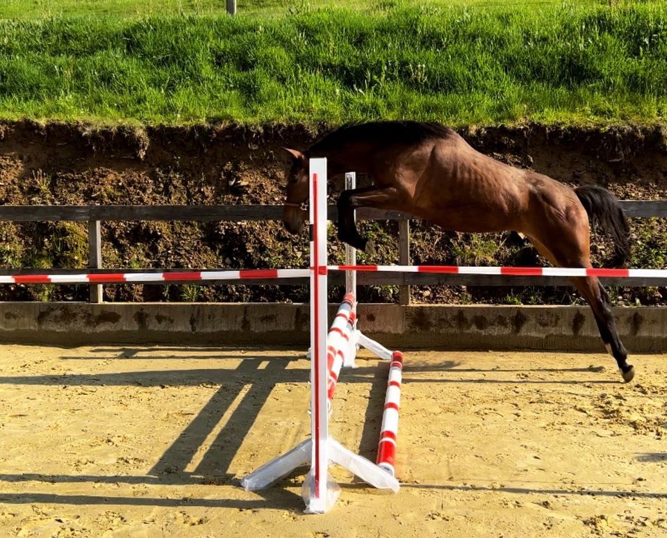 Stute 2jährig Springen Dressur in Marienheide