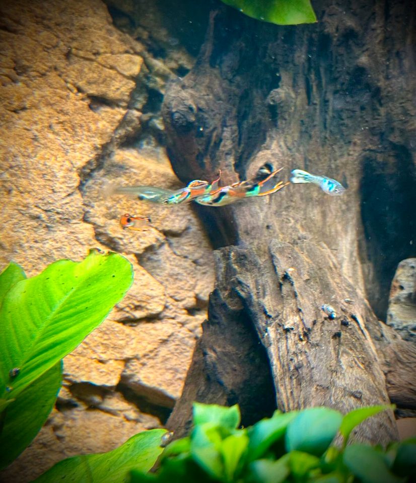 Guppy Gemischte bunte Guppy’s leuchtende prachtvolleFarbgebungen in Isernhagen