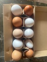 Eier von glücklichen Hühnern Niedersachsen - Neuenkirchen - Merzen Vorschau
