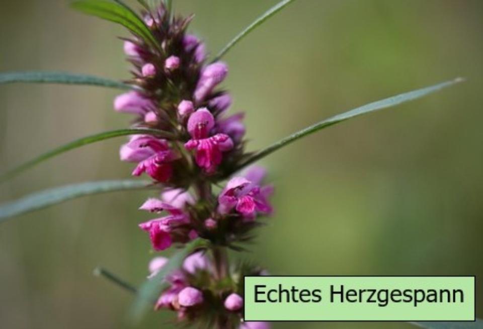 Echter Lavendel mehrjährig, besonders insektenfreundlich in Alzenau
