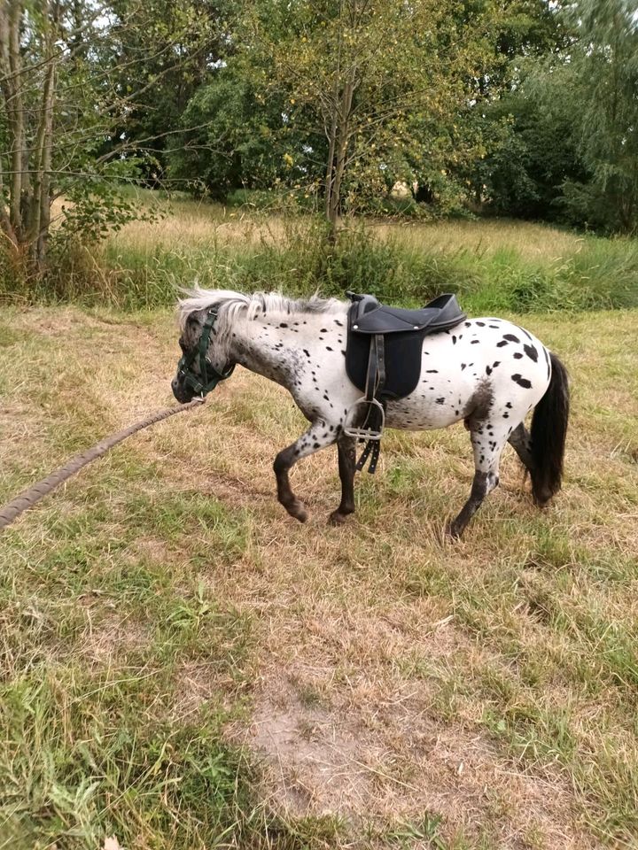 Ponyhengst, Shetty, Tigerschecke in Kabelsketal