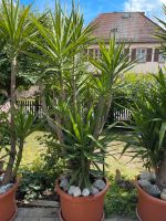 Palmen für den Garten Bayern - Dittenheim Vorschau