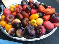 Tomatensaatgut Tomatensamen über 200 + Sorten Ernte 2023_4 Rheinland-Pfalz - Hanhofen Vorschau