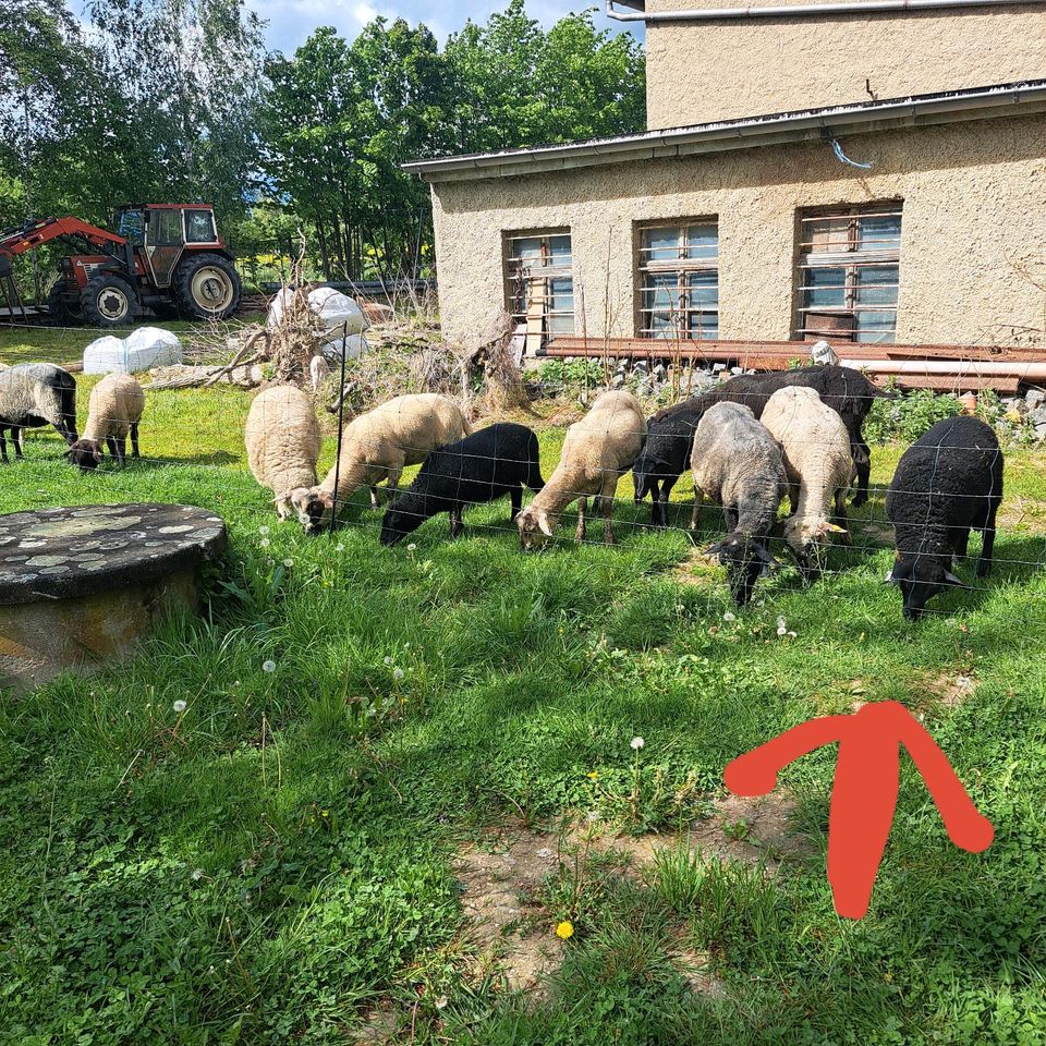 Lamm/ Schaf in Seelingstädt