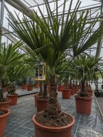 Trachycarpus fortunei compacta, winterharte Hanfpalme Rheinland-Pfalz - Lingenfeld Vorschau