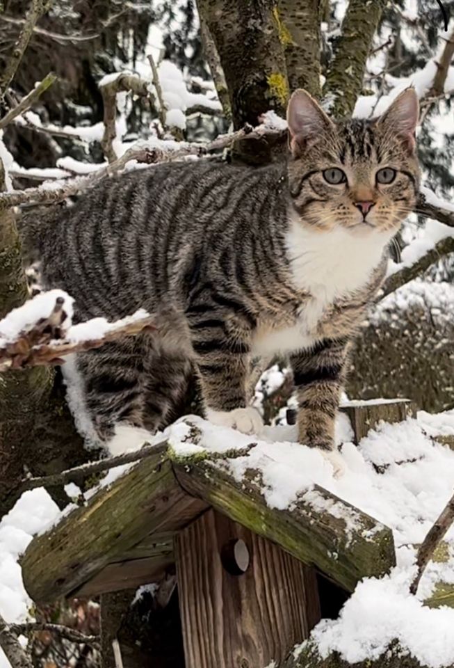 Kater Larry immer noch vermisst in 13467 Hermsdorf FINDERLOHN! in Berlin