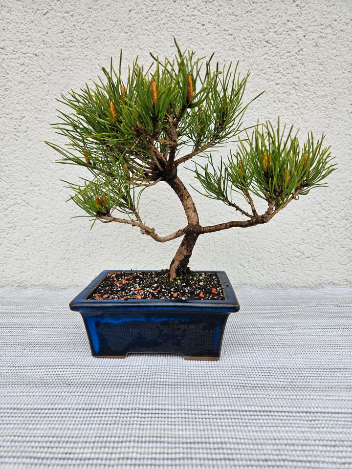 Bonsai Bergkiefer in Ritterhude