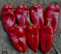 Paprika Saatgut Samen Elefantohr,  Kurtowska Kapija Baden-Württemberg - Graben-Neudorf Vorschau