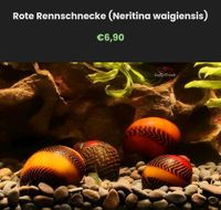 Rennschnecken Napfschnecken Algenfresser Aquariumschnecken Baden-Württemberg - Dietenheim Vorschau