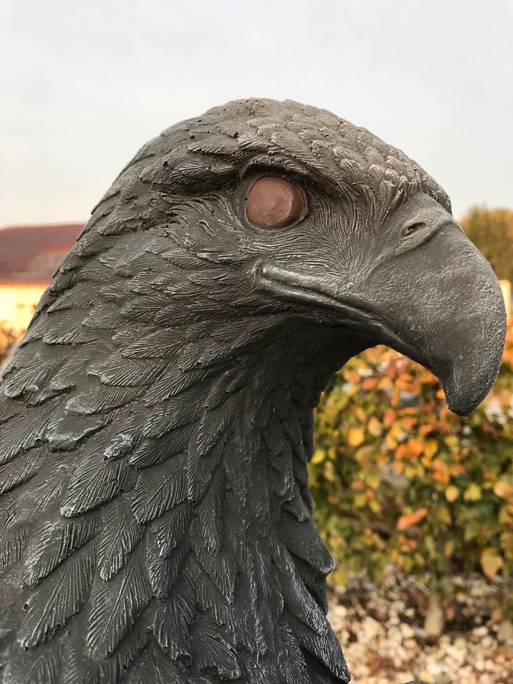‼️Adler 100kg 106cm Seeadler Greifvogel Eagle Harley Steinadler‼️ in Hannover