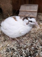 Wachteln Wachtelhennen Mini Hühner Hessen - Heusenstamm Vorschau