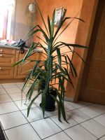 Yucca Palme Bayern - Heidenheim Mittelfr Vorschau