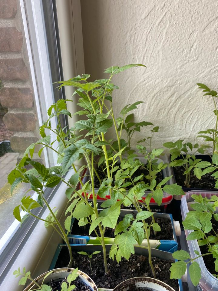 Tomatenpflanzen , Paprikapflanzen, Gemüsepflanzen in Geldern