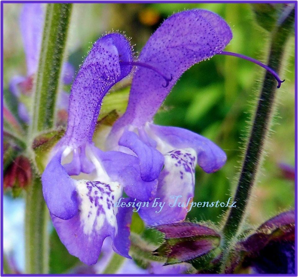 ♥ Salvia Forskaohlei blau Honig Salbei Samen,winterharte Staude in Hamburg