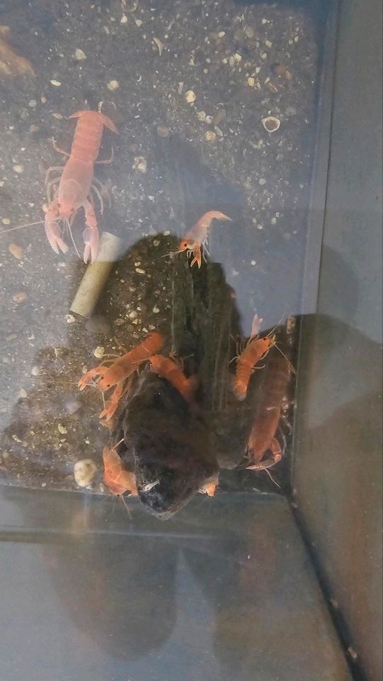 Cherax Jubby Destructor Flusskrebse (Australien) in Köln