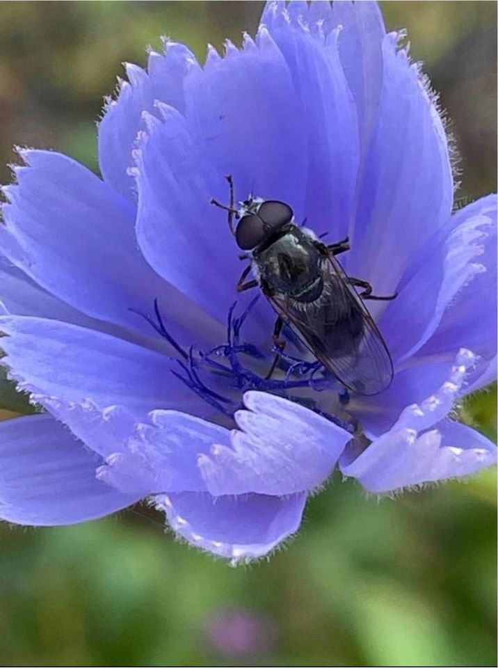 30 Samen Wegwarte, Wildblumen Insekten Schmetterling Garten Biene in Baldham