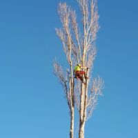 Baumfällung Baumpflege Baumschnitt ☎️ Baumfällteam Sachsen Anhalt Sachsen-Anhalt - Bernburg (Saale) Vorschau