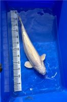 Japan Koi Platinum Ogon 51 cm Züchter Wada Japan Nordrhein-Westfalen - Brühl Vorschau