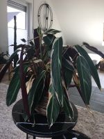 Zimmerpflanze Calathea  Trio Star 60 cm Abholung bis Mittwoch Nordrhein-Westfalen - Gladbeck Vorschau