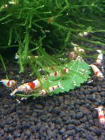 Caridina logemani / Crystal Red Garnelen PRL Bayern - Hösbach Vorschau