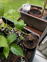Wonderberry exotische Beeren Pflanze verwandt mit Tomate  Rarität Bonn - Kessenich Vorschau
