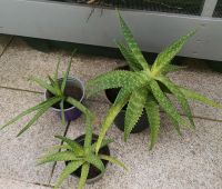 Aloe Vera Pflanzen dekorativ Zimmerpflanze Sachsen - Zwickau Vorschau
