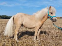 Mini Shetty Pony - Hengst - 2-jährig Niedersachsen - Wildeshausen Vorschau