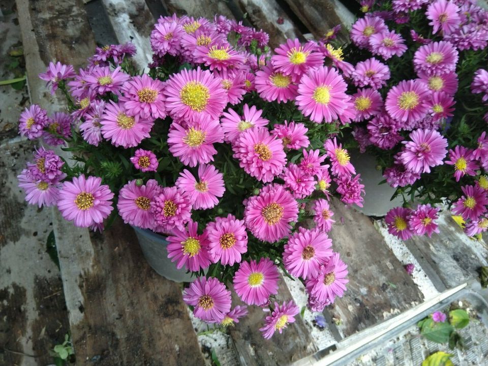 Kissen Aster / Aster dumosus / Staude / Winterhart in Bocholt