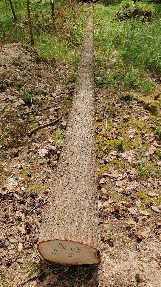 Fichte 12m Stammholz Holzstamm Fichtenstamm Fichtenholz 13 m in Daiting