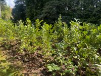 Kirschlorbeer Lorbeer Sträucher Hecke Pflanzen lorbeerkirsche neu Nordrhein-Westfalen - Schloß Holte-Stukenbrock Vorschau