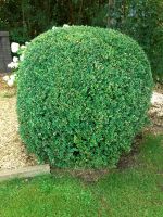 Grosse Buchs / Bux Baum Niedersachsen - Geestland Vorschau