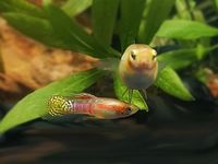 Ginga Rubra Guppy Blond Berlin - Lichtenberg Vorschau