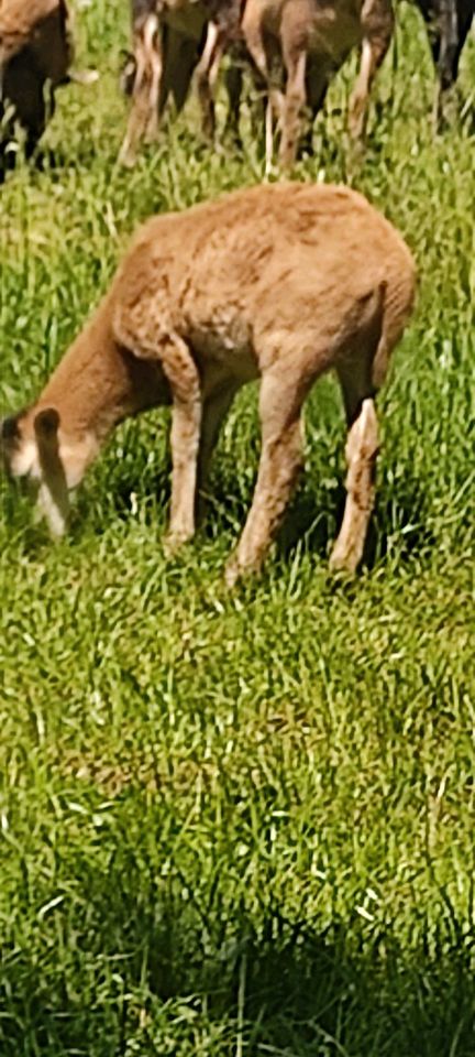 Mufflon Schaf Bock Lamm in Ziegenhain