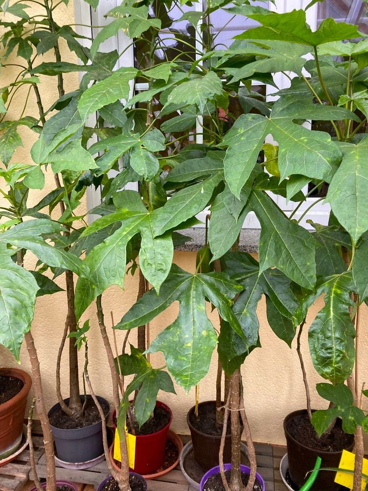 Feige, Papaya, Banane alle sicher Früchte, große Palme in Meckenbeuren