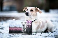 Gartenschild Hund Wandsbek - Hamburg Hummelsbüttel  Vorschau