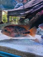 Vieja Melanurus Cichlid Niedersachsen - Dannenberg (Elbe) Vorschau