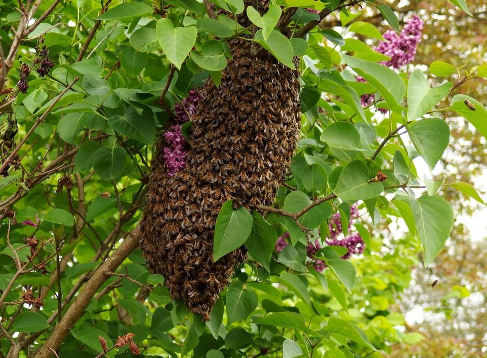 Bieneschwarm in Hoppegarten
