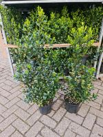 Kirschlorbeer Alternativ Pflanzen ilex heckenstar 70-80 cm Niedersachsen - Edewecht Vorschau